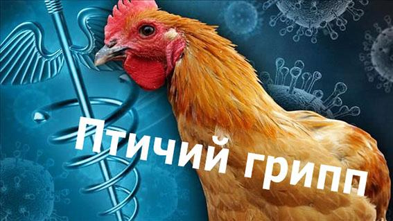 ВНИМАНИЕ! ГРИПП ПТИЦ.