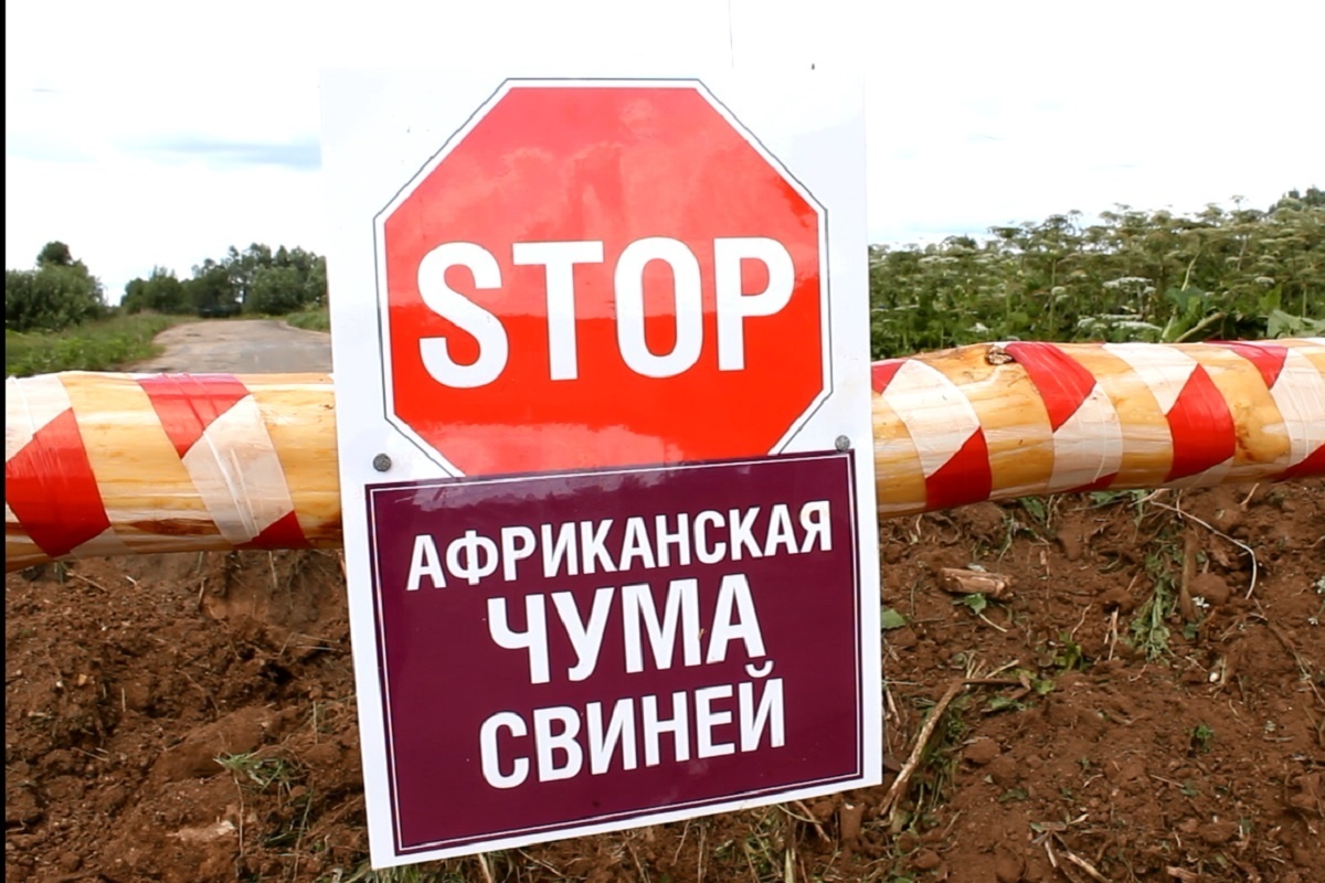 Африканская чума свиней на территории Кировской области.