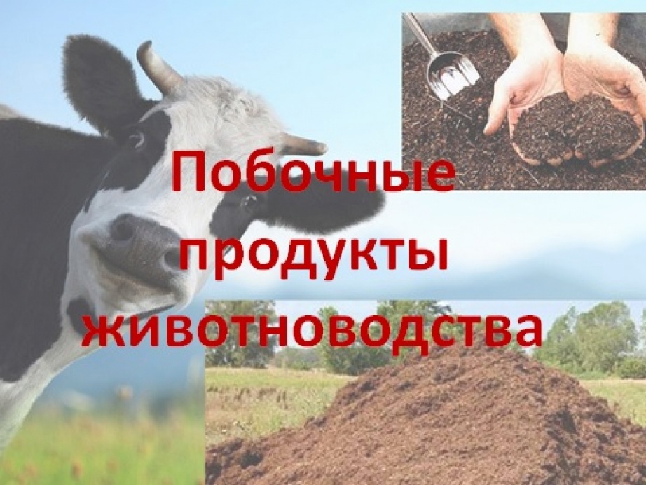 ВНИМАНИЕ, АКТУАЛЬНО, ПОБОЧНЫЕ ПРОДУКТЫ ЖИВОТНОВОДСТВА.