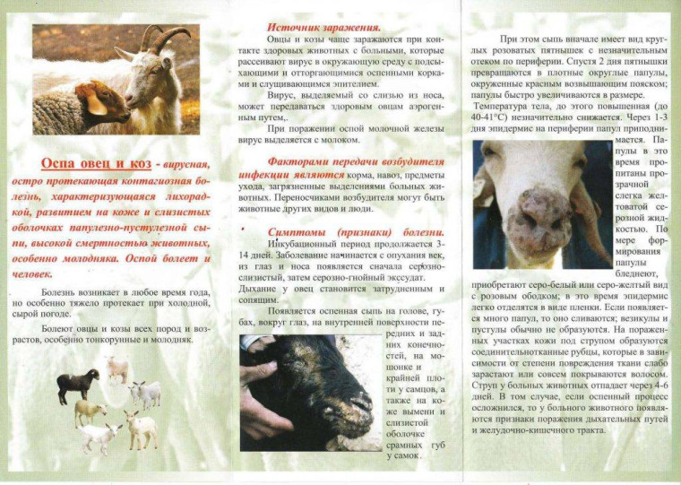 ПАМЯТКА «МЕРОПРИЯТИЯ ПО ПРОФИЛАКТИКЕ ОСПЫ ОВЕЦ И КОЗ». ПАМЯТКА «МЕРОПРИЯТИЯ ПО ПРОФИЛАКТИКЕ ОСПЫ ОВЕЦ И КОЗ».
