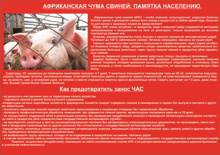 ПАМЯТКА НАСЕЛЕНИЮ АФРИКАНСКАЯ ЧУМА СВИНЕЙ. ПАМЯТКА НАСЕЛЕНИЮ АФРИКАНСКАЯ ЧУМА СВИНЕЙ.